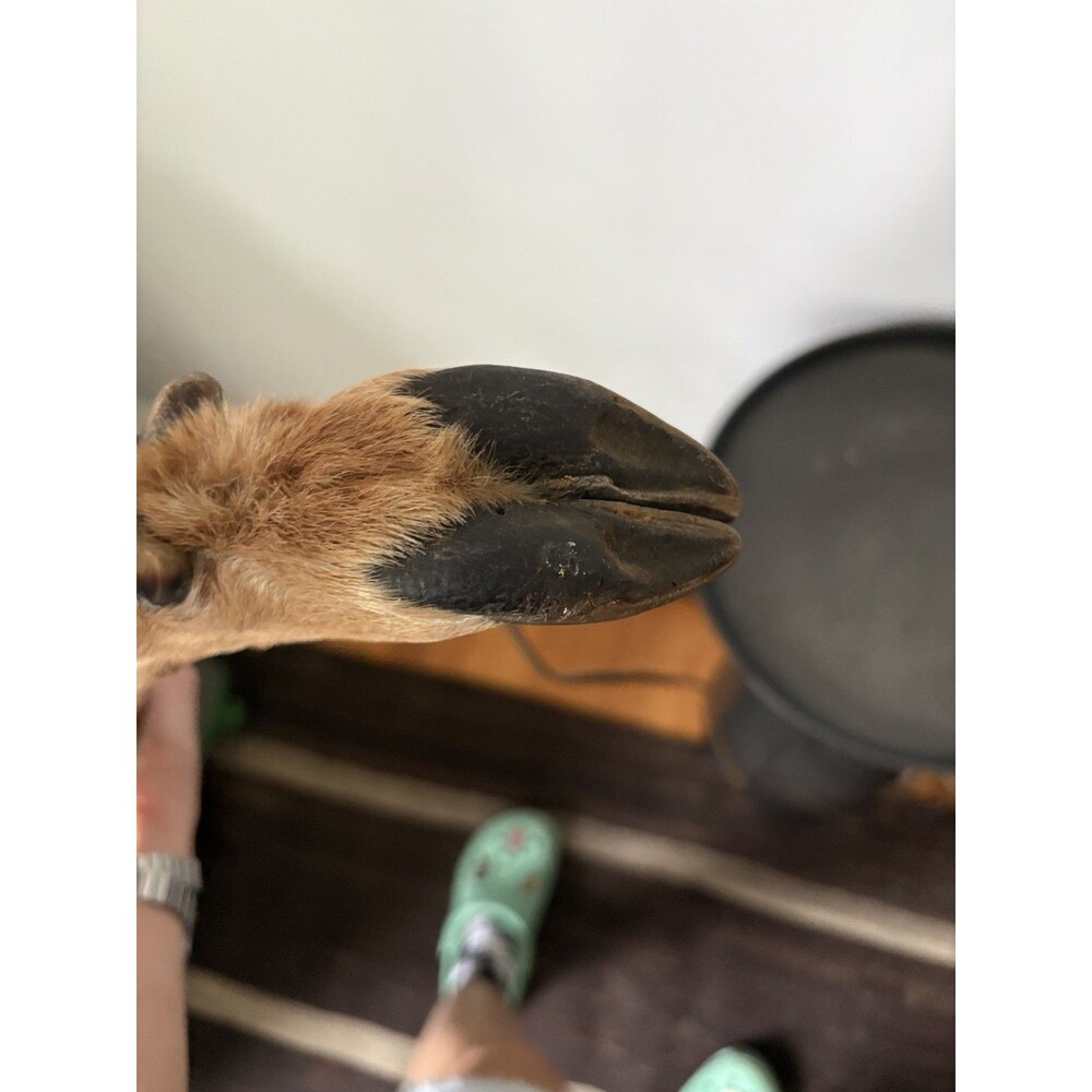 Vintage Taxidermy Deer Hoof Lamp 3 Leg Tripod Base Rustic Cabin Lodge Decor Work - Picture 10 of 13